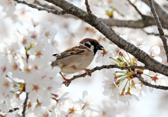 봄기운이 완연한 2일 강원 강릉시 초당동의 활짝 핀 벚나무에서 참새가 벚꽃을 입에 물고 벚꽃놀이를 즐기고 있다.
